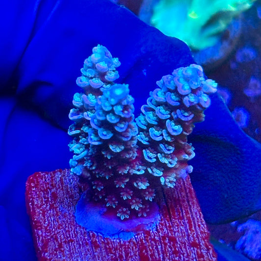 G2-D01-M10 || KFC Malaysian Tenuis SPS Frag WYSIWYG