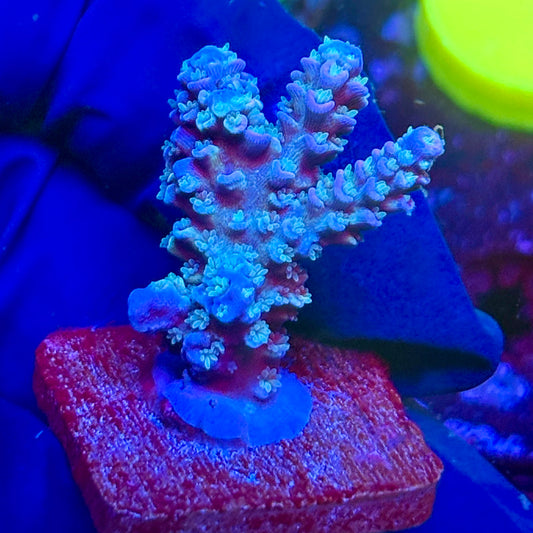 G2-D02-M10 || KFC Malaysian Tenuis SPS Frag WYSIWYG