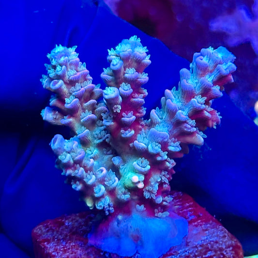 G2-D04-M10 || KFC Malaysian Tenuis SPS Frag WYSIWYG