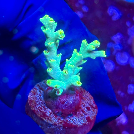 G2-G01-M10 || KFC Malaysian Speciosa SPS Frag WYSIWYG