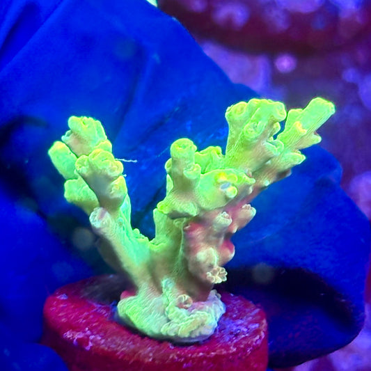 G2-G04-M10 || KFC Malaysian Speciosa SPS Frag WYSIWYG