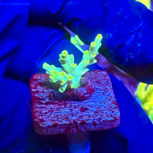 G2-G05-M10 || KFC Malaysian Speciosa SPS Frag WYSIWYG