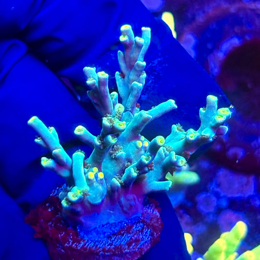 G2-G06-M10 || KFC Malaysian Speciosa SPS Frag WYSIWYG
