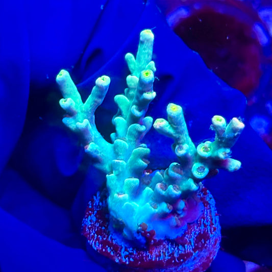 G2-G07-M10 || KFC Malaysian Speciosa SPS Frag WYSIWYG