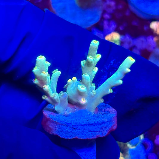 G2-H03-M10 || KFC Malaysian Speciosa SPS Frag WYSIWYG