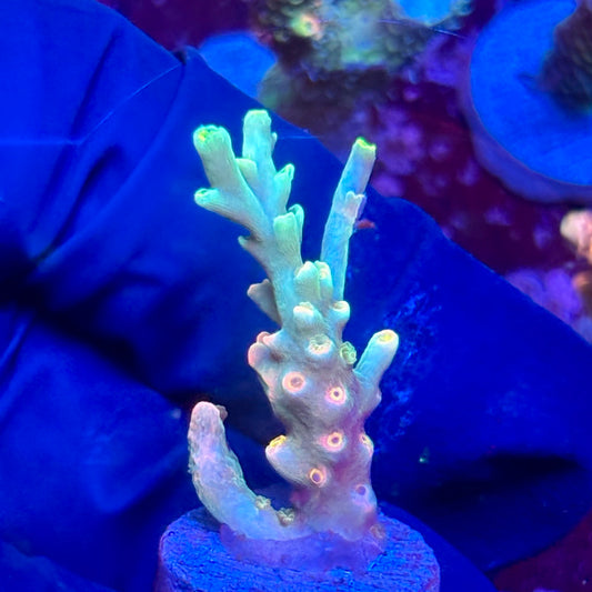 G2-H04-M10 || KFC Malaysian Speciosa SPS Frag WYSIWYG