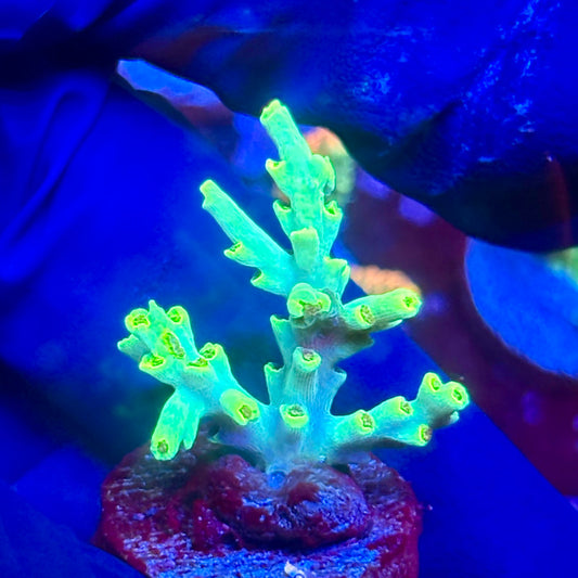 G2-H05-M10 || KFC Malaysian Speciosa SPS Frag WYSIWYG