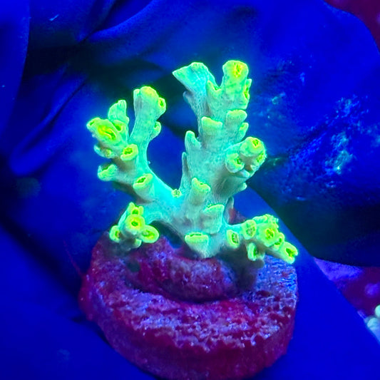 G2-H06-M10 || KFC Malaysian Speciosa SPS Frag WYSIWYG