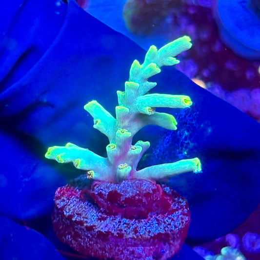 G2-H07-M10 || KFC Malaysian Speciosa SPS Frag WYSIWYG