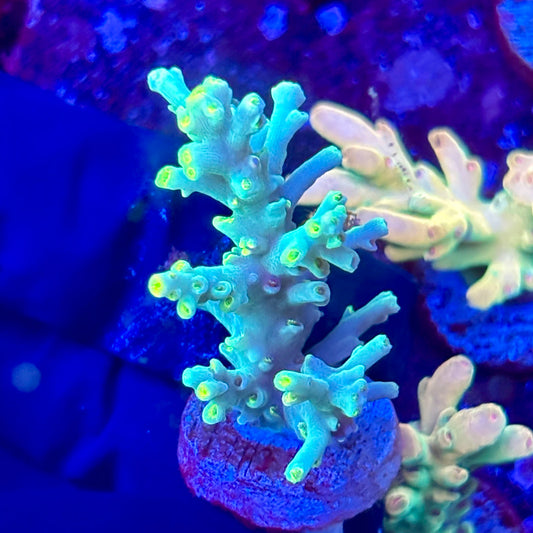 W3-A02-M10 || KFC Malaysian Speciosa SPS Frag WYSIWYG