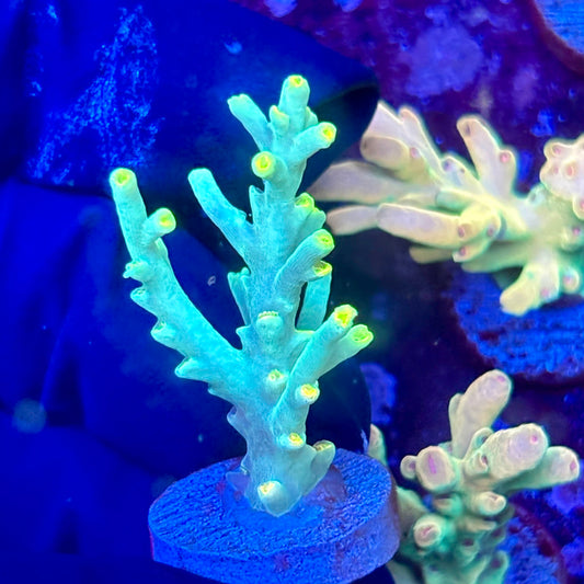 W3-A03-M10 || KFC Malaysian Speciosa SPS Frag WYSIWYG