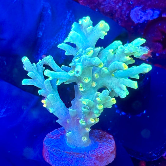 W3-A04-M10 || KFC Malaysian Speciosa SPS Frag WYSIWYG