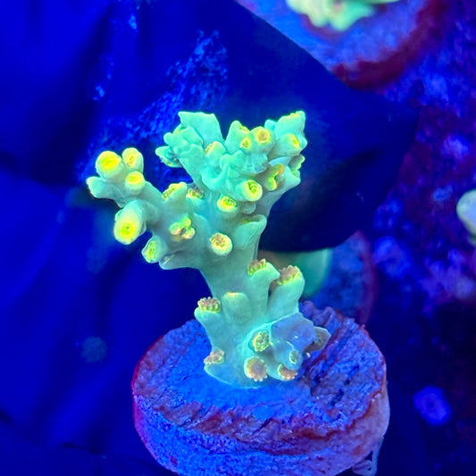 W3-A05-M10 || KFC Malaysian Speciosa SPS Frag WYSIWYG