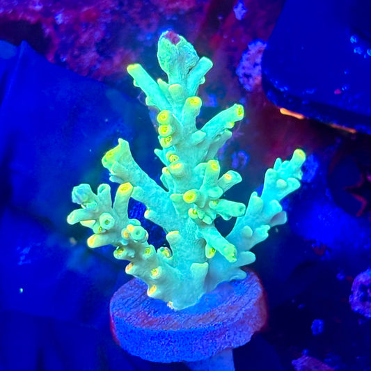W3-B01-M10 || KFC Malaysian Speciosa SPS Frag WYSIWYG