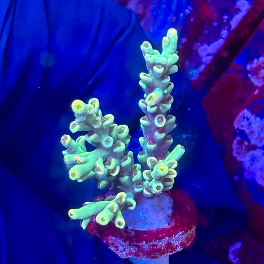 W3-B02-M10 || KFC Malaysian Speciosa SPS Frag WYSIWYG