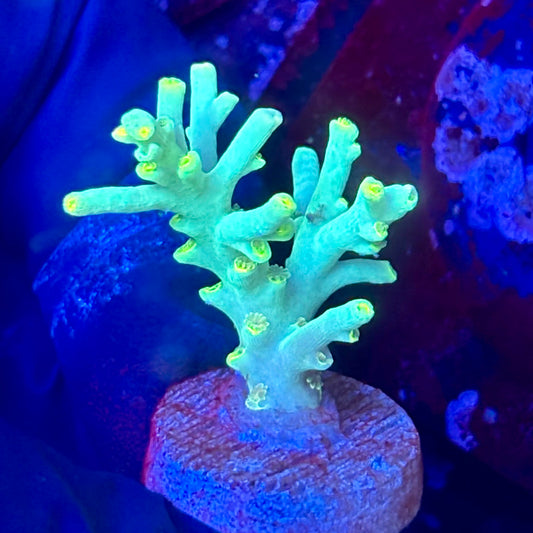 W3-B03-M10 || KFC Malaysian Speciosa SPS Frag WYSIWYG
