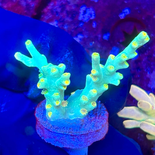 W3-B05-M10 || KFC Malaysian Speciosa SPS Frag WYSIWYG