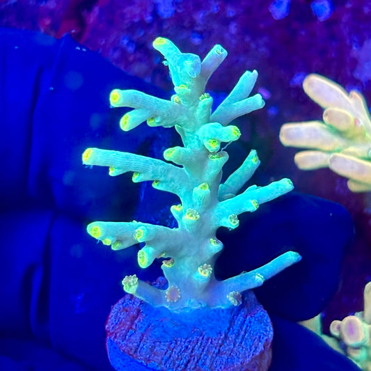 W3-B06-M10 || KFC Malaysian Speciosa SPS Frag WYSIWYG
