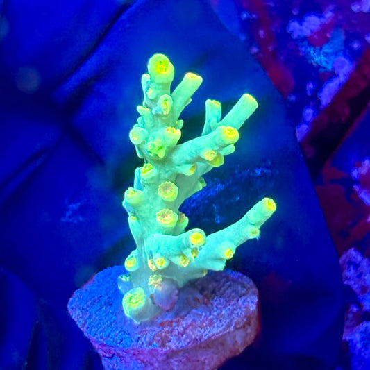 W3-C02-M10 || KFC Malaysian Speciosa SPS Frag WYSIWYG