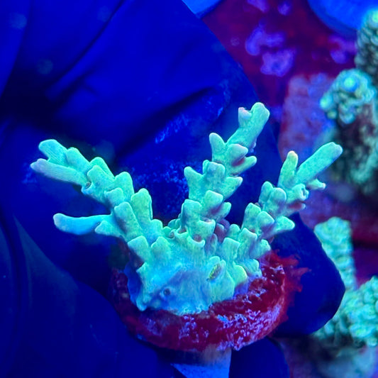 W3-C03-M10 || KFC Malaysian Speciosa SPS Frag WYSIWYG