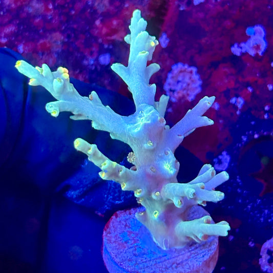 W3-C06-M10 || KFC Malaysian Speciosa SPS Frag WYSIWYG