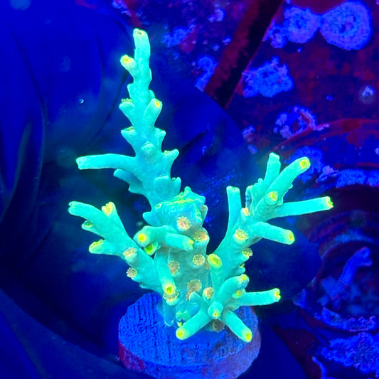 W3-D01-M10 || KFC Malaysian Speciosa SPS Frag WYSIWYG