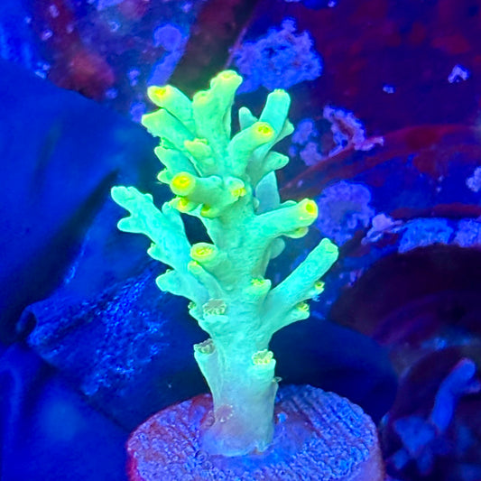 W3-D02-M10 || KFC Malaysian Speciosa SPS Frag WYSIWYG