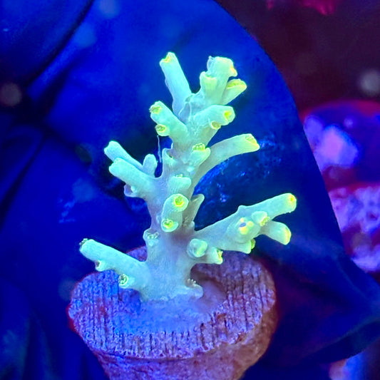 W3-D03-M10 || KFC Malaysian Speciosa SPS Frag WYSIWYG