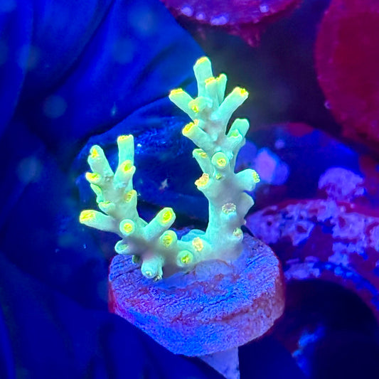 W3-D04-M10 || KFC Malaysian Speciosa SPS Frag WYSIWYG