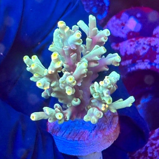 W3-D06-M10 || KFC Malaysian Speciosa SPS Frag WYSIWYG