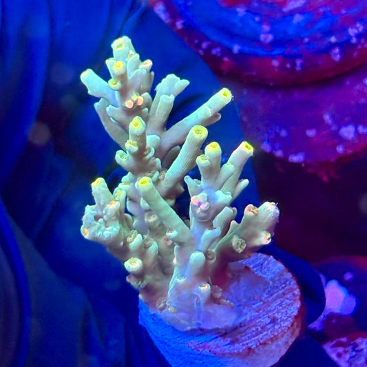 W3-D07-M10 || KFC Malaysian Speciosa SPS Frag WYSIWYG