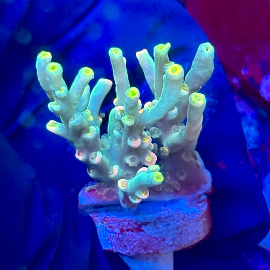 W3-E01-M10 || KFC Malaysian Speciosa SPS Frag WYSIWYG