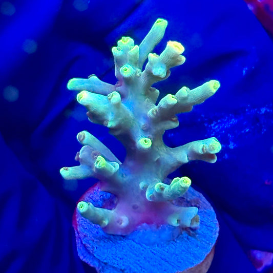 W3-E02-M10 || KFC Malaysian Speciosa SPS Frag WYSIWYG