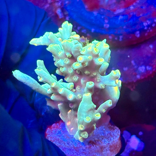 W3-E03-M10 || KFC Malaysian Speciosa SPS Frag WYSIWYG