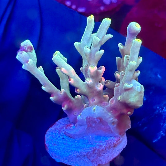 W3-E05-M10 || KFC Malaysian Speciosa SPS Frag WYSIWYG