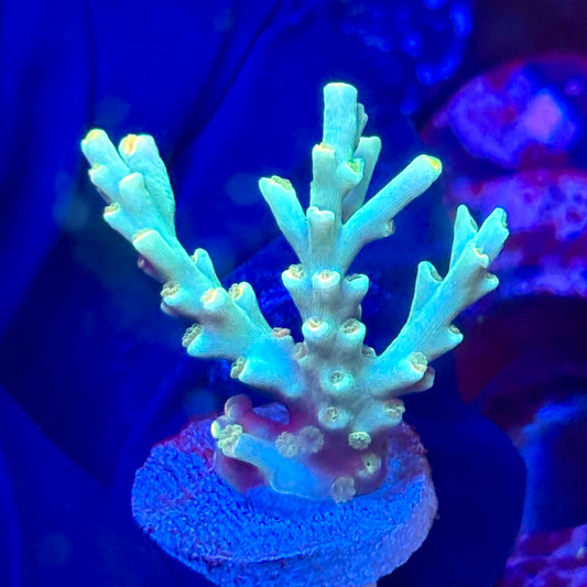 W3-E06-M10 || KFC Malaysian Speciosa SPS Frag WYSIWYG