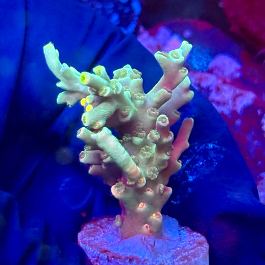 W3-E07-M10 || KFC Malaysian Speciosa SPS Frag WYSIWYG