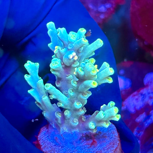W3-F01-M10 || KFC Malaysian Speciosa SPS Frag WYSIWYG