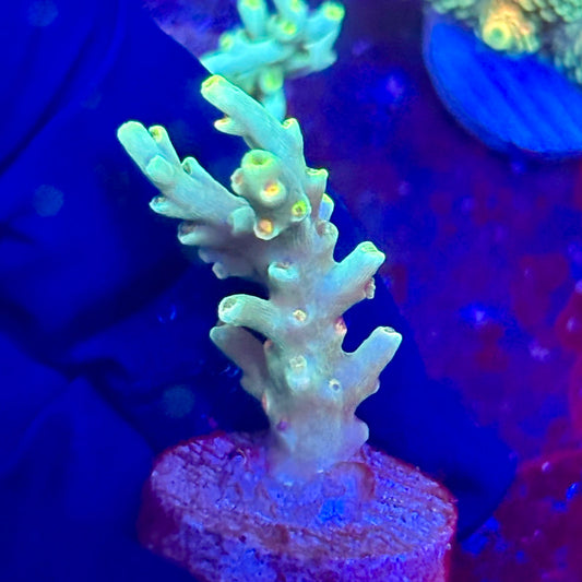 W3-F02-M10 || KFC Malaysian Speciosa SPS Frag WYSIWYG