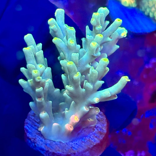 W3-F03-M10 || KFC Malaysian Speciosa SPS Frag WYSIWYG