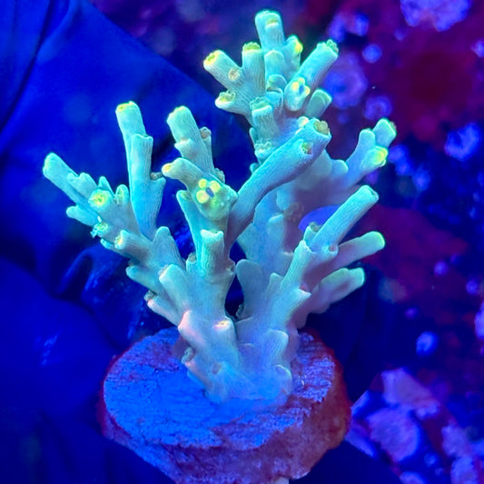 W3-F04-M10 || KFC Malaysian Speciosa SPS Frag WYSIWYG