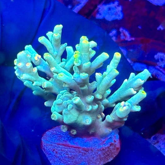 W3-F05-M10 || KFC Malaysian Speciosa SPS Frag WYSIWYG