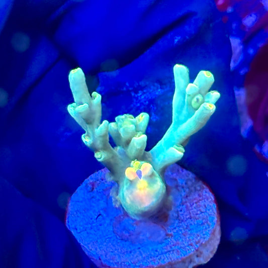 W3-F06-M10 || KFC Malaysian Speciosa SPS Frag WYSIWYG