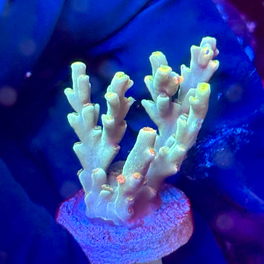 W3-F07-M10 || KFC Malaysian Speciosa SPS Frag WYSIWYG