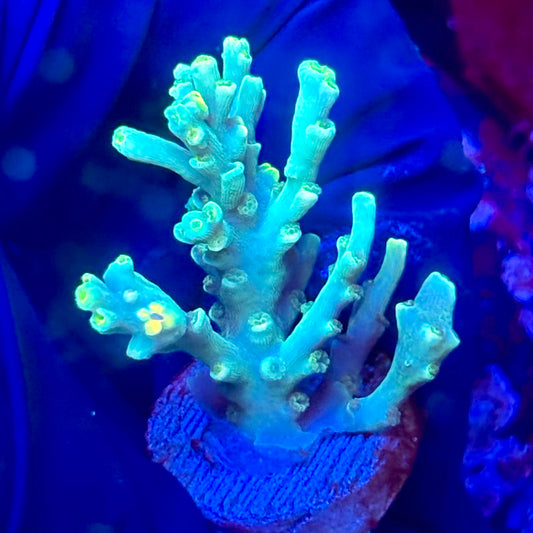 W3-G01-M10 || KFC Malaysian Speciosa SPS Frag WYSIWYG