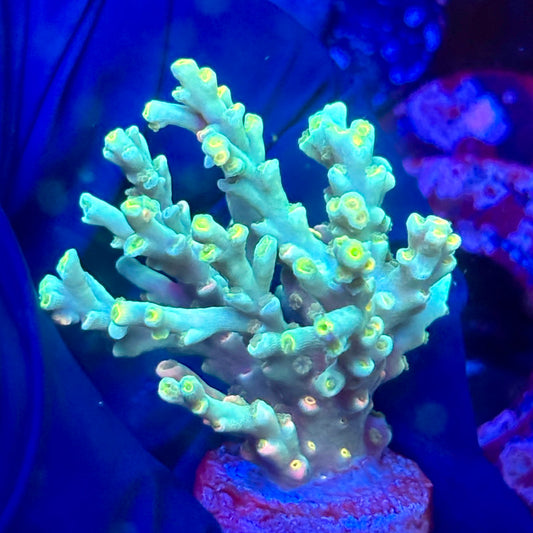 W3-G02-M10 || KFC Malaysian Speciosa SPS Frag WYSIWYG