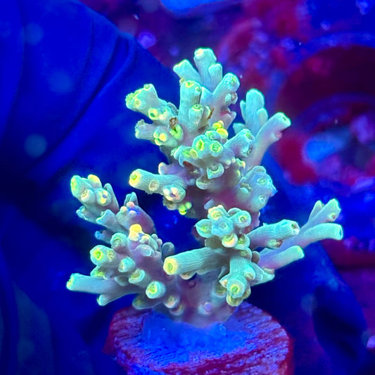 W3-G04-M10 || KFC Malaysian Speciosa SPS Frag WYSIWYG