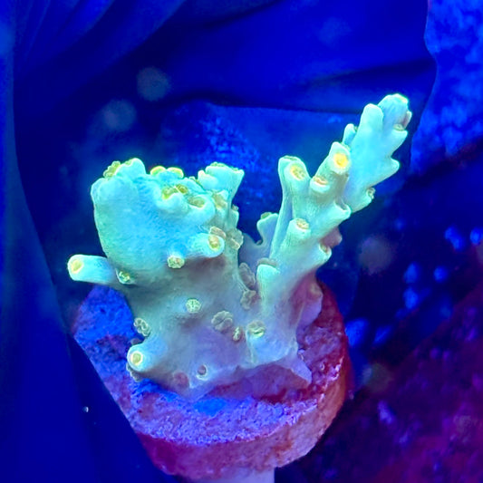 W3-G05-M10 || KFC Malaysian Speciosa SPS Frag WYSIWYG