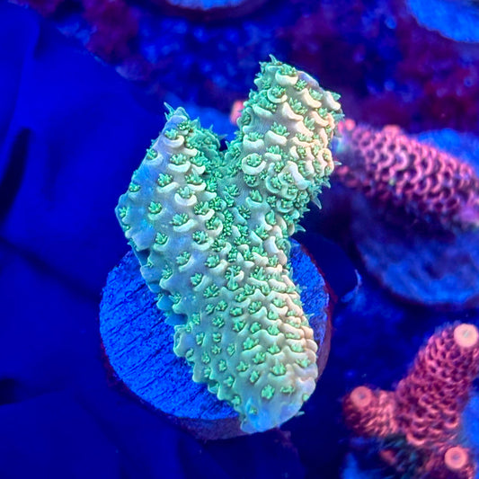 X3-A01-M10 || KFC Solomon Island Millepora SPS Frag WYSIWYG