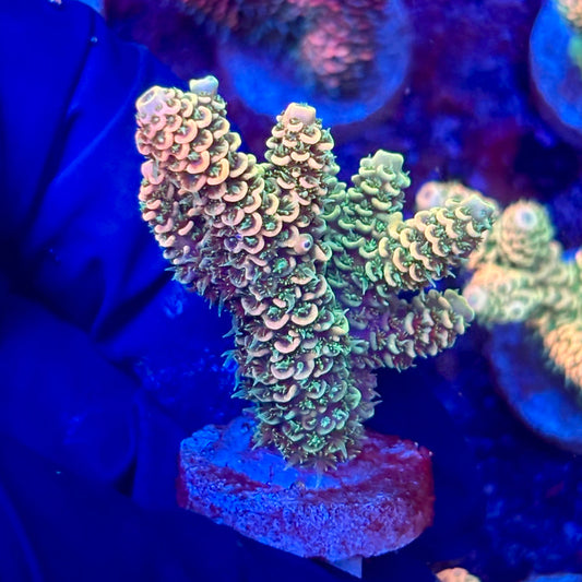X3-A02-M10 || KFC Solomon Island Millepora SPS Frag WYSIWYG